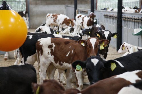 dierenwelzijn-is-belangrijk-voor-peters-farm