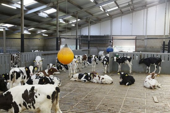 kalverhouderij-met-kalfsvlees-bezoeken-bij-familie-derks-in-sambeek
