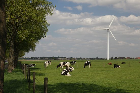 het-ontstaan-van-kalfsvlees