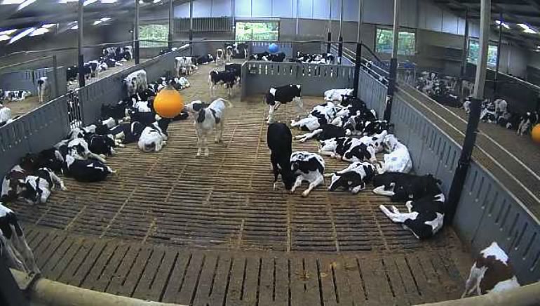 live-meekijken-in-de-stal-van-een-peters-farm